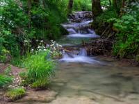 Schafgarbe am Brühlbach Ufer mit Kaskaden